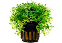 Глоссостигма элатиновидная (Glossostigma elatinoides)
