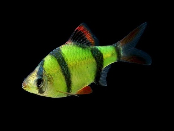 Барбус суматранский глофиш зеленый (Barbus GloFish)