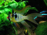 Цихлида Апистограмма Рамирези Вуалевая (apistogramma ramirezi) 2,5-3 см