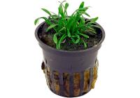Криптокорина парва или Криптокорина карликовая (Cryptocoryne parva)