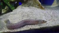Мастацембел Кунингтона (Mastacembelus Cunningtoni) 4-5 см