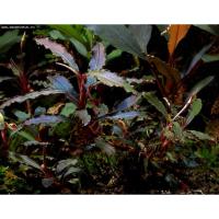 Буцефаландра Миниатюрная (Bucephalandra sp. "Kedagang Mini) 1 ветка