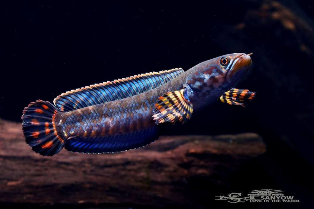 Змееголов Пульхера (Channa pulchra)