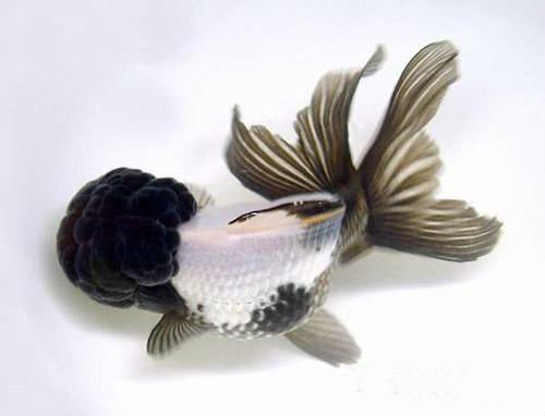 Оранда черно-белая (Goldfish Oranda black-white)