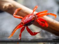 Краб Ред Руби (Geosesarma sp.) томат Самка