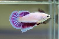 Петушок самка (курочка) Супер Дельта белая орхидея  (Betta fish female ) 3-3,5 см