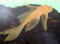 Анциструс золотой вуалевый (Ancistrus dolichopterus gold) сом - присоска.4,5-5 см