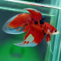 Петушок Вуалехвостый кои самец (Betta-male-Veiltail-coi-)