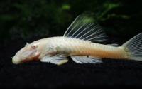 Анциструс белый (Ancistrus dolichopterus albino) сом - присоска. 3-3,5 см