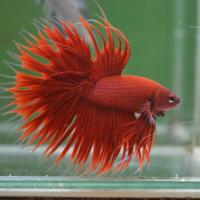 Петушок Коронохвостый красный самец (Betta-red-crown-tail)