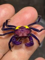 Краб Вампир Триколор  САМКА  (Geosesarma bicolor sp. Yellow  female)