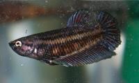 Петушок самка (курочка) Супер Дельта дикий окрас (Betta fish female ) 3-3,5 см
