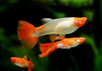 Гуппи кои альбинос самка ( Guppy koi albino)