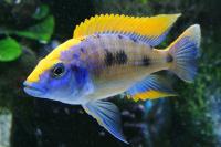 Цихлида Отофаринкс красноверхий (Otopharynx lithobates)