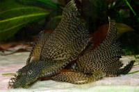 Анциструс обыкновенный вуалевый (Ancistrus dolichopterus) сом - присоска.4,5-5 см