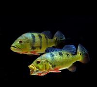 ЦИХЛА ОЦЕЛЛЯРИС (Cichla ocellaris) 4-4,5 см