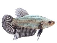 Петушок самка (курочка) Супер Дельта Металик  (Betta fish female ) 3-3,5 см