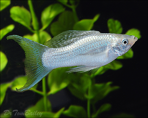 Моллинезия снежинка лирохвостая (Poecilia latipinna Silver lyretail Molly)
