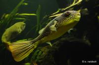 Тетрадон Мбу (Tetraodon mbu) Гигантский 25 см