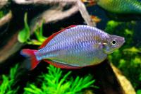 Радужница Неоновая (Melanotaenia Praecox)