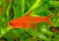 Тетра Аманда (Hyphessobrycon Amandae) 1,8  см