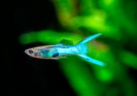 Гуппи эндлера синяя вильчатая  (Guppy) Самец