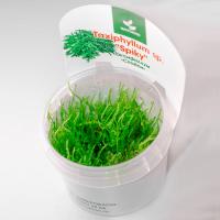 Мох Спайки меристемный Taxiphyllum sp. "Spiky"