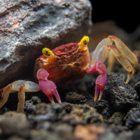 Краб Вампир Орхидея  (Geosesarma sp.) Orchid Vampire Crab
