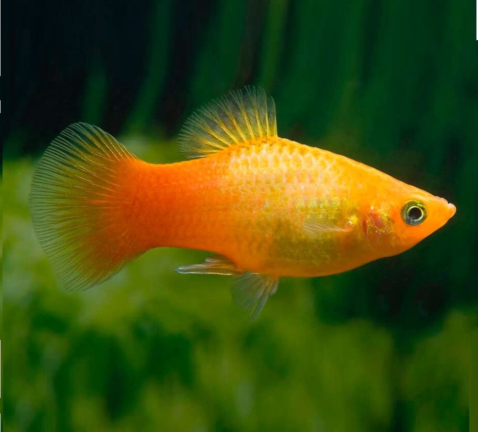Пецилия золотая (Xiphophorus maculatus golden Platy)