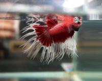 Петушок Коронохвостый красная бабочка самец (Betta RED DRAGON BUTTERFLY)