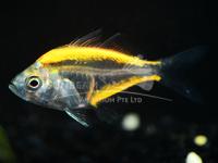 Окунь стеклянный желтый (Parambassis ranga yellow)