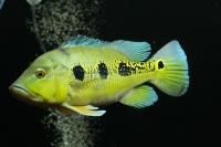 ЦИХЛА ОРИНОКО (Cichla orinocensis) 4-4,5 см