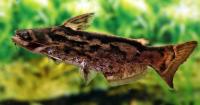 Трахелиоптерус Фишера (trachelyopterus-fisheri) сом коряжка  4,5 см 