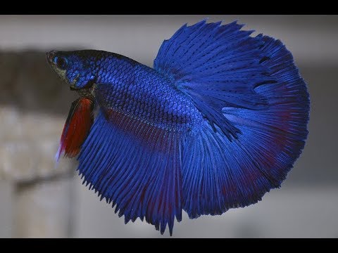 Петушок Петушок Супер Дельта сапфир самец Betta-male super delta blue-sapphire)
