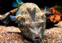 Тетрадон Свинорылый (Tetraodon suvattii)
