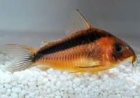 Коридорас зигатус ( Corydoras zygatus) сом