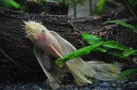 Анциструс белый вуалевый (Ancistrus dolichopterus albino) сом - присоска.4-5 см
