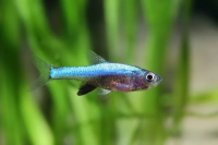Расбора Аксельрода (Rasbora axelrodi)