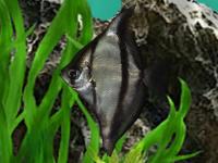Монодактил Себае  полосатый (Monodactylus sebae)