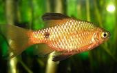 Барбус золотой (Barbodes semifasciolatus)