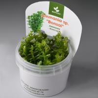 Аммания Бонсай (Ammannia sp. Bonsai) меристемная