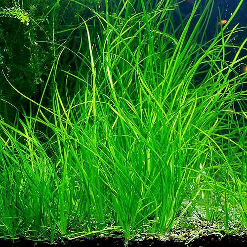 Валлиснерия карликовая (vallisneria nana)