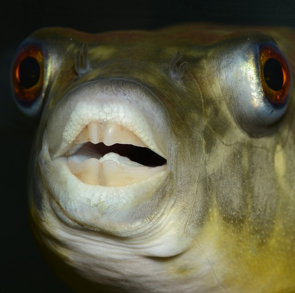 Тетрадон Фахака (Tetraodon fahaka) (2,5 см)