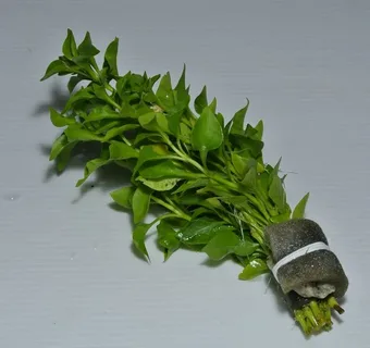 Альтернантера бетзикиана зеленая (Alternanthera bettzickiana Green)