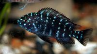 Цихлида Трофеус звездчатый Дубоиси  (Tropheus Duboisi)