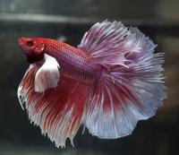 Петушок Халфмун Дамбо красный бабочка самец (betta-dumbo-red-butterfly)