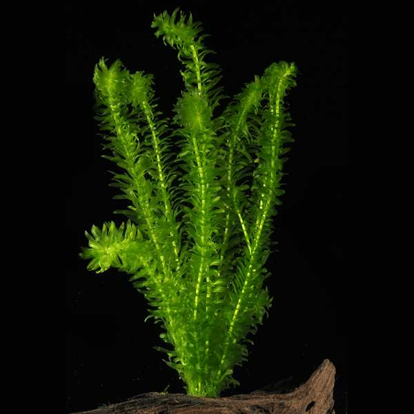Элодея зубчатая (Elodea densa)