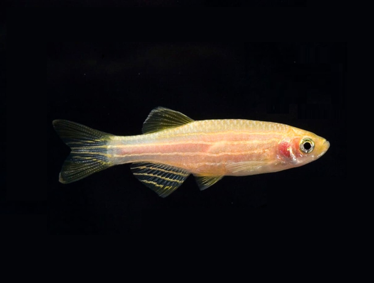 Данио рерио золотой (Danio rerio gold)