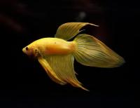 Петушок Вуалехвостый  желтый самец (Betta-splendens-platinum-Veiltail-yelloy)