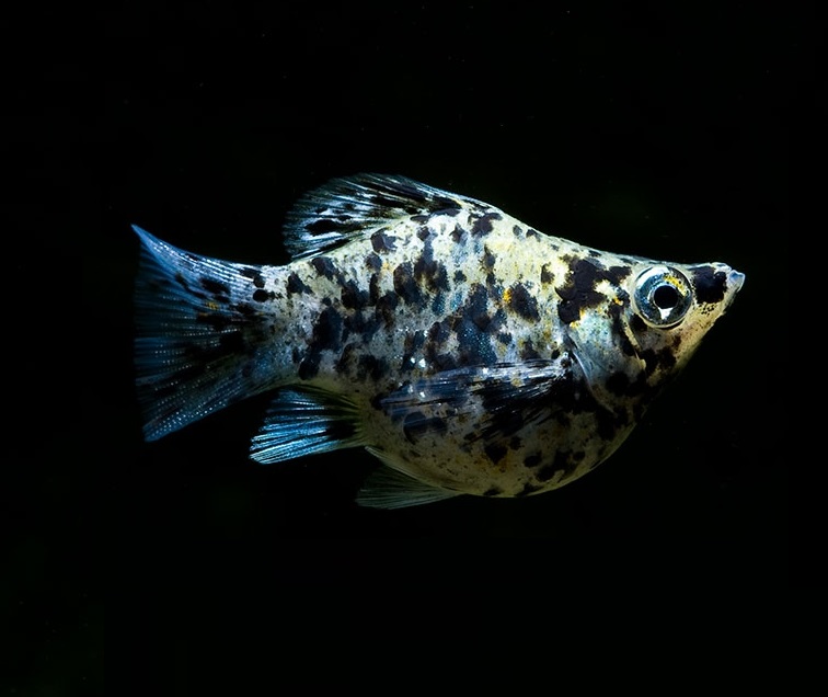 Моллинезия мрамор баллон (Poecilia sphenops Marble Molly balloon) 3,3-3,5см